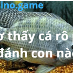 Nằm mơ thấy cá rô phi có điềm gì – mơ thấy cá rô phi đánh con nào